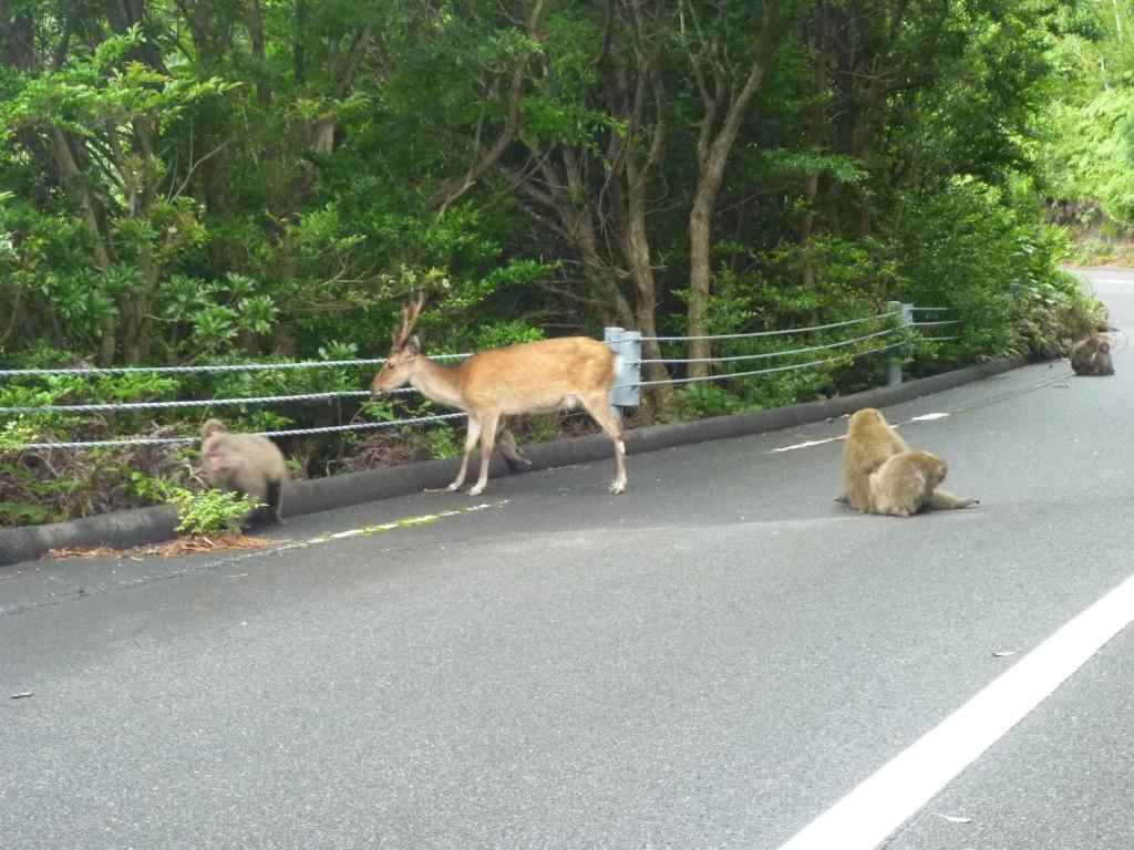 Minshuku Kaisei 1 Pansiyon Yakushima  Dış mekan fotoğraf