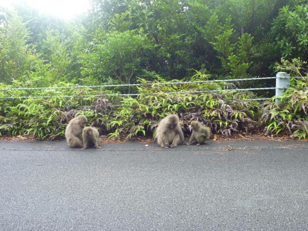 Minshuku Kaisei 1 Pansiyon Yakushima  Dış mekan fotoğraf